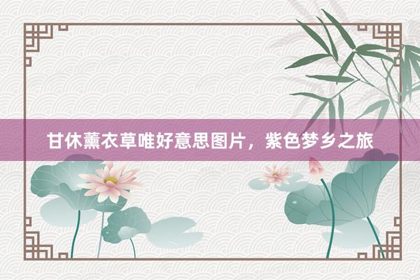 甘休薰衣草唯好意思图片，紫色梦乡之旅
